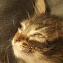 screamingcicada avatar