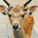 screamingdeer avatar