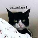 screamingkitkats avatar