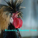 screamingroosterfarm avatar