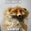 screamqueenmacher avatar