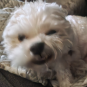 screams-for-three-hours-straight avatar