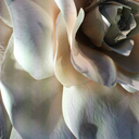 screamyourlungsout avatar