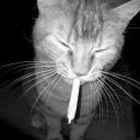 screechingapricotroadjudge avatar