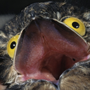 screechingbeef avatar