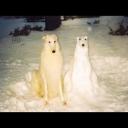 screechingchaospotato avatar