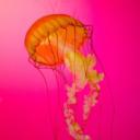 screechingjellyfishnight avatar