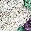 screechinglightcrusade avatar