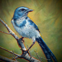 screechingscrubjay avatar