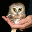 screechowl avatar