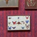 screenshot-thoughts avatar