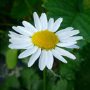 scribbles-from-my-head-blog avatar