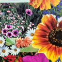 scribblesofanoverthinker avatar