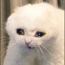 scrollingthrutheweb avatar