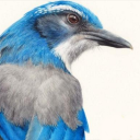 scrub-jay avatar