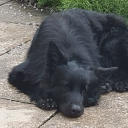 scruffymuttstuff avatar