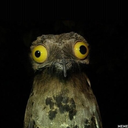 scrumdidalyumpshous avatar