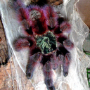 scumstache1993 avatar