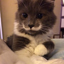 se7enthcat-blog avatar