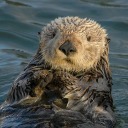sea-otter148 avatar