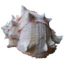 sea-sorceress avatar