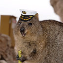 seacaptquokka avatar