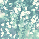 seafoam-latte avatar