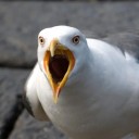 seagull-elvis avatar