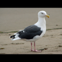 seagull96 avatar