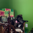 seagullvoidscream avatar