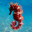 seahorse-dad-in-training avatar