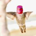 seahorse-n-sundays avatar