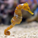 seahorse16 avatar