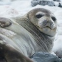 seal-writes-stuff avatar