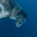 sealthatreblogs avatar