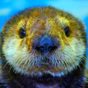 seaotterpop-blog avatar