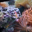 searatsandnoodles avatar