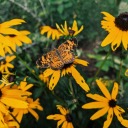 search-ing-seren-ity avatar