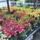 searching-the-st4rs avatar