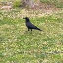 searchingfornotes avatar