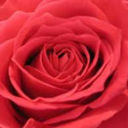 searchingmimi-blog avatar