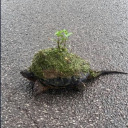 searedskygrey avatar