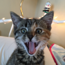 seashell-mermaid avatar