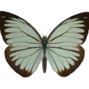 seaside-hysteria avatar