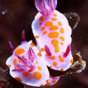 seaslugsarecute avatar