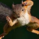 season-of-the-squirrels avatar