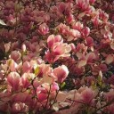 seasonal-days avatar