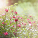 seasonsparadise avatar