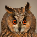 seastarconstellation avatar