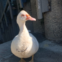 seathrougheart avatar